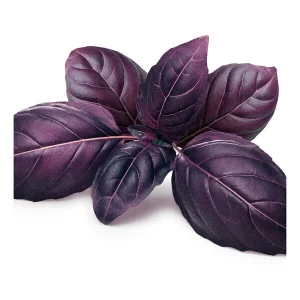 Albahaca Morada