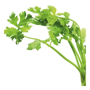 Cilantro