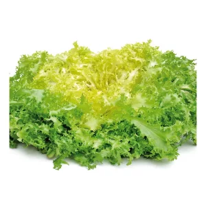 Escarola Rizada
