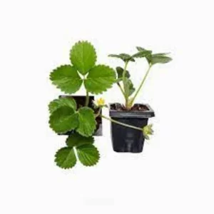 Fresa (maceta 10 cm)