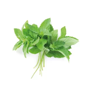 Népeta (hierba gatera)