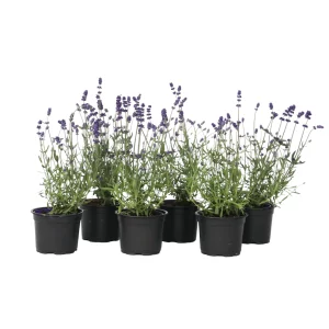 Lavanda