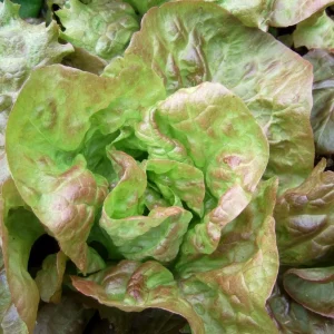 Lechuga 4 Estaciones