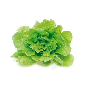 Lechuga Batavia