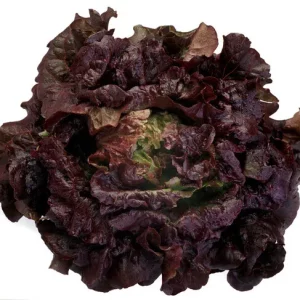 Lechuga Batavia Roja