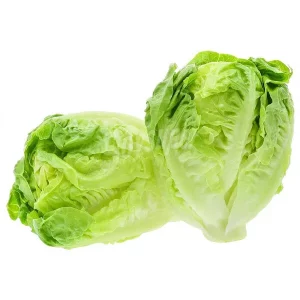 Lechuga Cogollo de Tudela