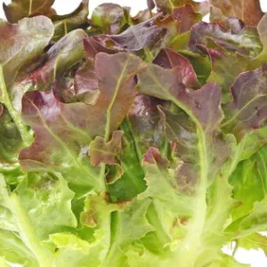 Lechuga Hoja de Roble