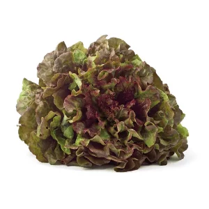 Lechuga Maravilla de Verano