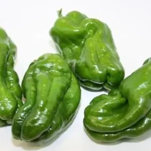 Pimiento de Ourense Verde