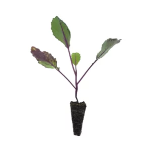 Repollo de Ferrolterra