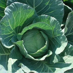 Repollo País Híbrido