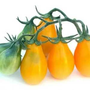 Tomate Cherry Pera Amarillo