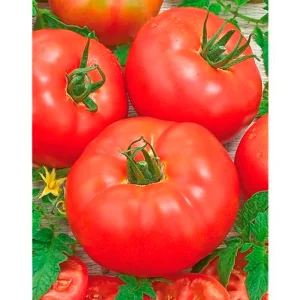 Tomate Montecarlo